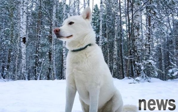 The dog was lost for 3 years. When he met his owner again, his reaction was 