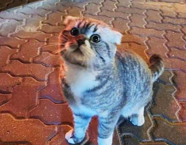 This cat wandered the streets and later flew across Oceania with the owner he met
