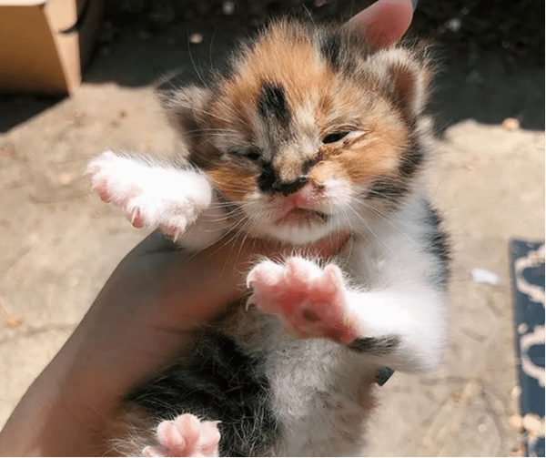 I picked up a kitten and meowed at the family dog: This cat will not be afraid of you!