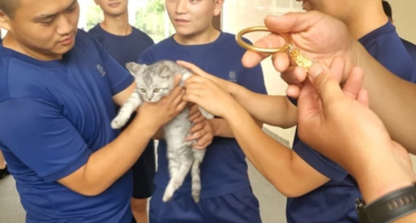 The cat s head was stuck by the bracelet, but the firefighter sent out soul torture to save the cat or the bracelet