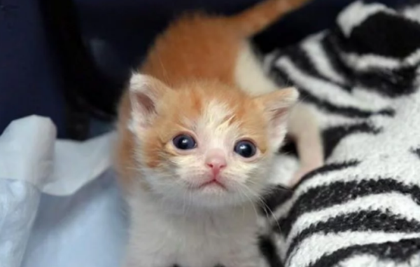 The little girl brought the abandoned kitten home, and her mother threw it out the door. The kitten acted like a baby and moved her