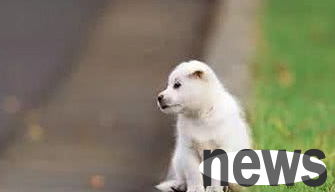 What should I do if my dog ​​doesn’t understand manners? Teach you how to train your dog to be polite