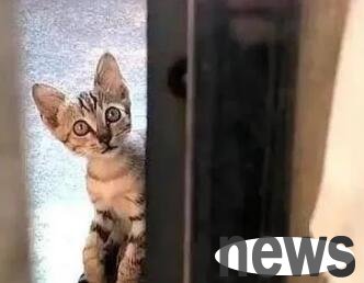 The cat stayed at the door for 5 days, endured hunger and sat at the door for adoption. Can you give me a home?