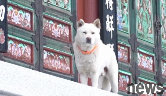 The dog who was eating fast and chanting Buddha in the temple secretly went down the mountain for 4 years and did these things...