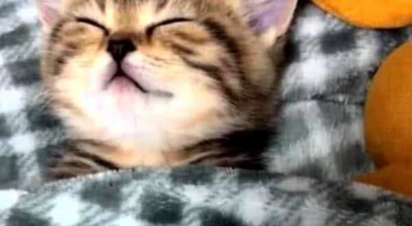 After the pet owner finished washing, he returned to the bedroom and found the cat running on the bed and sleeping soundly. He lifted the quilt and burst into laughter.